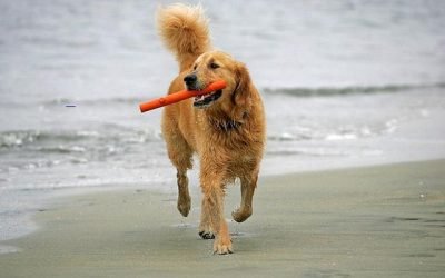 BAT DOG?