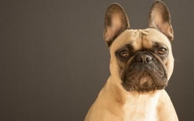 A Bull Dog in the Hall of Fame?