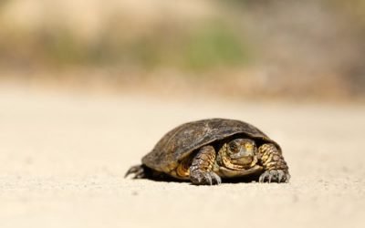 COME ON – Is Baseball Slow or Fast?