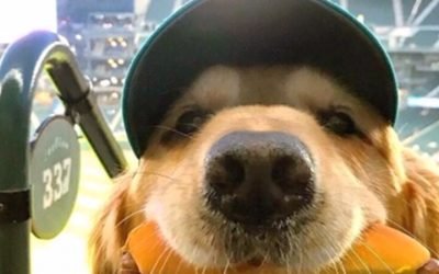 BASEBALL IS MORE POPULAR THAN EVER